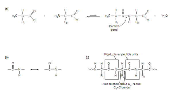 2256_Peptide bond.png